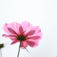 秋桜　- 花びらの中の花 -