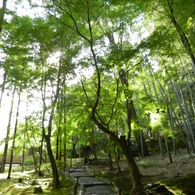 緑
