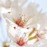 sakura