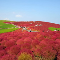 紅の丘（２０１１年１０月バージョン）