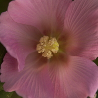 芙蓉だと・・・