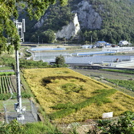 竹原　田んぼアート