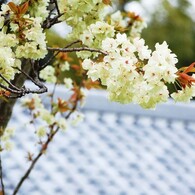 白野江植物公園