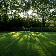 Sunshine filtering through foliage