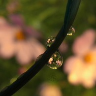 これで華やかさも２倍