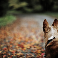 Fallen leaves