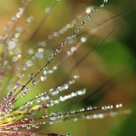水花火