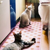 日を浴びるお猫様。