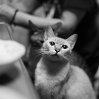 羨ましげなお猫様。