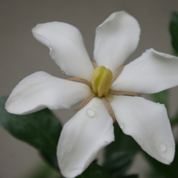 クチナシの花