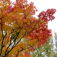 紅葉2011-2