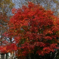 紅葉2011-7