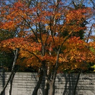 紅葉2011-9