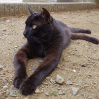 通りすがり猫49