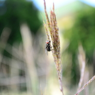 Fly