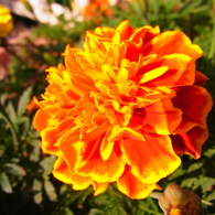 RIMG0078