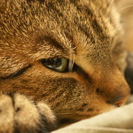 CAT'S EYE