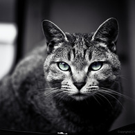 CAT MOVES
