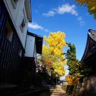 快晴の大銀杏