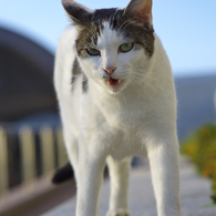 公園猫35