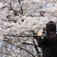 満開の桜に見とれる女性に見とれる私