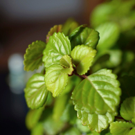 スウェーデンアイビー