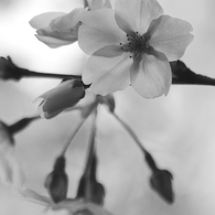 2009　ＳＡＫＵＲＡ＃１