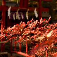 戌の日　お参り