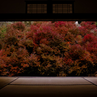 安国禅寺のどうだんつつじ