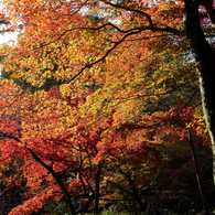 弥彦公園　もみじ谷　７