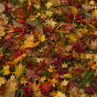 秋のじゅうたん