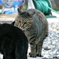 本日の : ねこ的本能