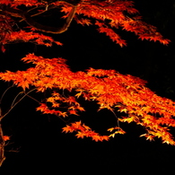 夜の艶姿