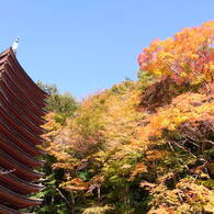 談山神社の秋。