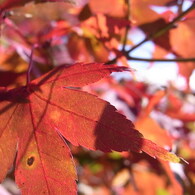 陽に透けた紅葉。