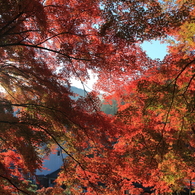 一面紅葉