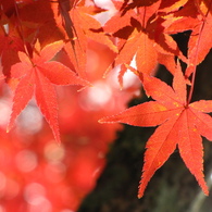 遅いなぁ・・・紅の季節