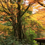 轟峡の紅葉