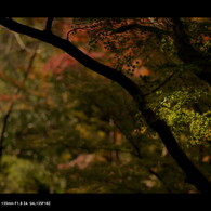 2011 紅葉