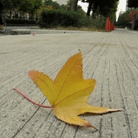 秋を感じて　休日の街