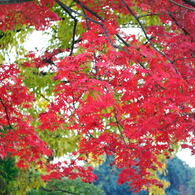 20111129_03_長岡天満宮
