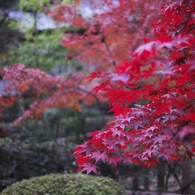 平林寺紅葉2