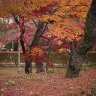 平林寺紅葉16