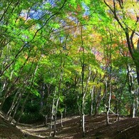 紅葉してない場所も好き