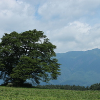 東北