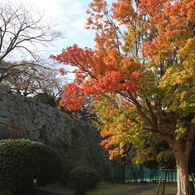 石垣と紅葉