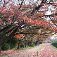 秋の城址公園