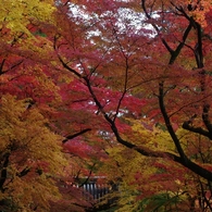 空を覆う紅葉