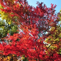 紅輝