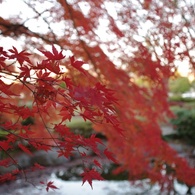 御苑の紅